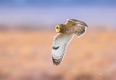 Short-eared Owl in flight Short-eared Owl in flight during the golden hour