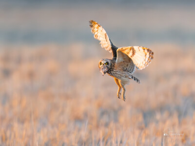Short-eared Owl with a vole Short-eared Owl with a vole