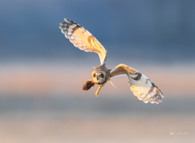 Short-eared Owl with a vole Short-eared Owl with a vole