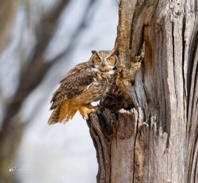 Great Horned Owl Great Horned Owl