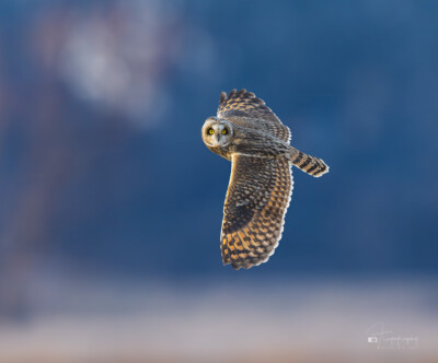 Short-eared Owl in flight above the prairie Short-eared Owl in flight above the prairie