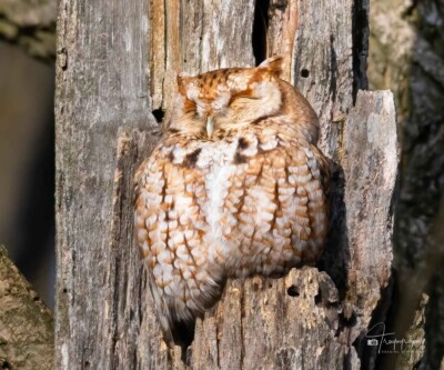 Red Morph Screech-owl in the morning sun Red Morph Screech-owl in the morning sun
