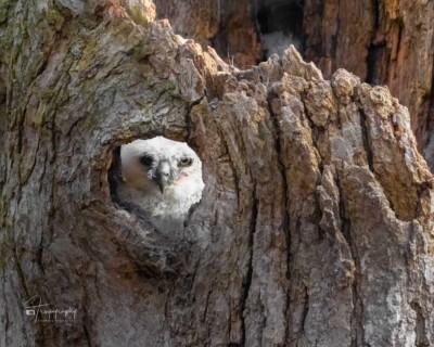 Great Horned Owlet looking out Great Horned Owlet looking out a hole in its nest