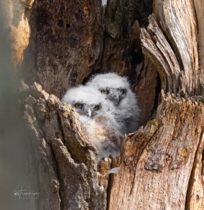 Great Horned Owlets in the nest Great Horned Owlets in the nest