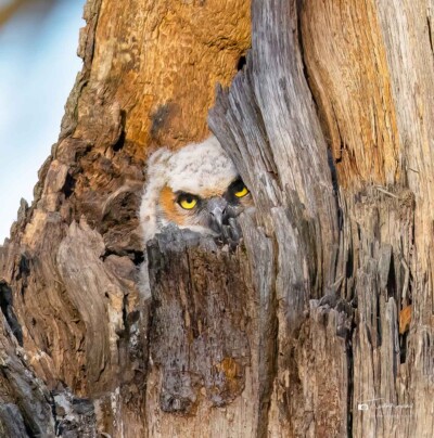 Great Horned Owlet in its nest Great Horned Owlet in its nest