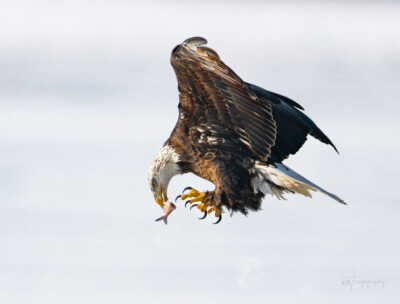 Bald Eagle with Fish Bald Eagle with Fish
