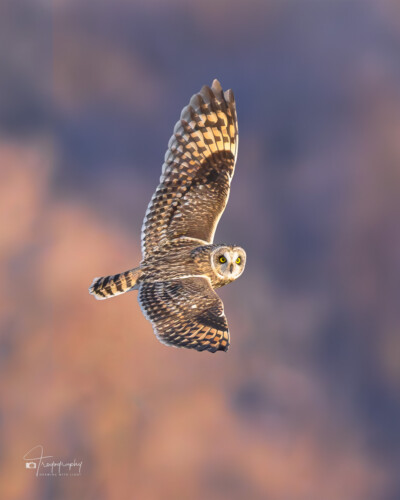 Short-eared Owl in flight Short-eared Owl in flight on a late autumn afternoon