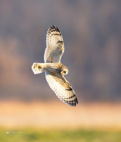 Short-eared Owl locked on its target Short-eared Owl locked on its target