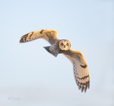 Short-eared Owl into the evening sun Short-eared Owl into the evening sun