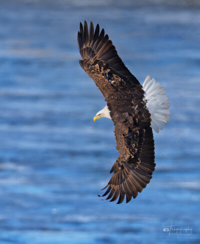 Bald Eagle banking to dive Bald Eagle banking to dive above the Mississippi River