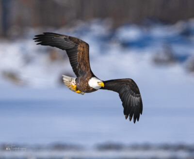 Bald Eagle above the Mississippi River Bald Eagle banks above the Mississippi River