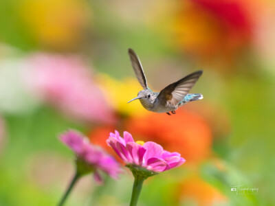 Hello there Hummingbird Hello there Ruby-throated Hummingbird
