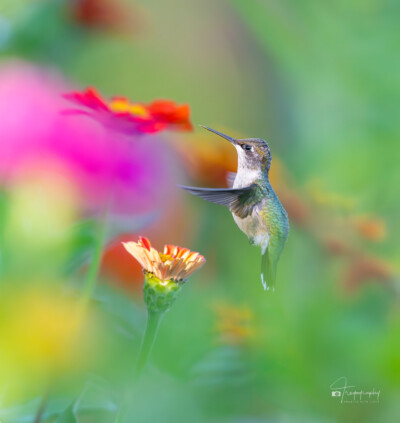 Ruby-throated Hummingbird Ruby-throated Hummingbird with a big belly getting ready for the migration south