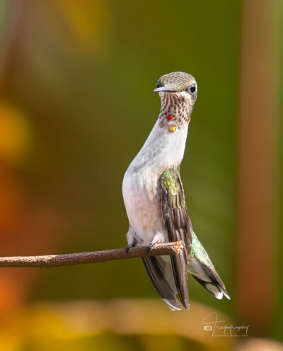 Ruby-throated Hummingbird stretching Ruby-throated Hummingbird stretching out its neck to see what all of the fuss is about
