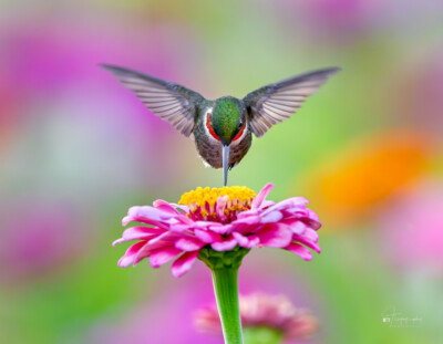 Male Ruby-throated Hummingbird Male Ruby-throated Hummingbird beak down in a flower