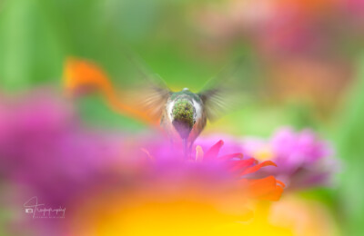 Ruby-throated Hummingbird in motion Ruby-throated Hummingbird in motion with a slowed down shutter speed
