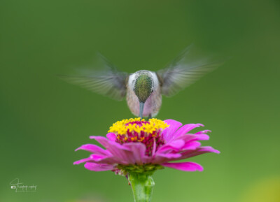 Ruby-throated Hummingbird in motion Ruby-throated Hummingbird in motion above the flowers