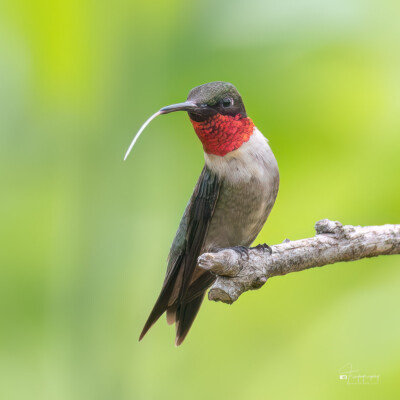 Ruby-throated Hummingbird Ruby-throated Hummingbird with its tongue out