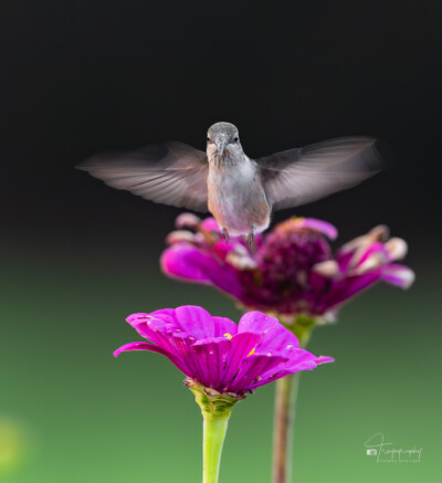 Ruby-throated Hummingbird in motion Ruby-throated Hummingbird in motion above the flowers