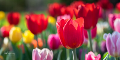 Colorful new tulipts Colorful new tulipts