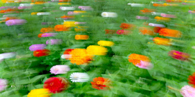 Zinnia Flowers in motion Zinnia Flowers in motion