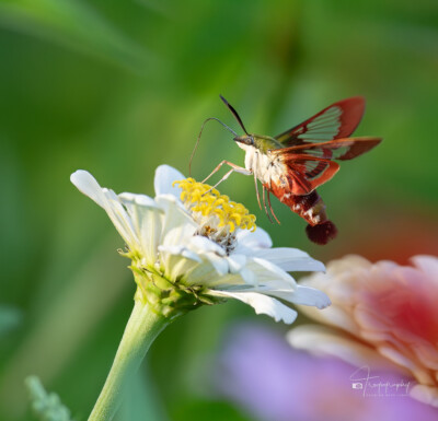 Hummingbird Clearwing Moth in the flowers Hummingbird Clearwing Moth in the flowers