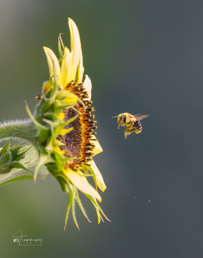 Pollen-heavy Bumblebee approaches a sunflower Pollen-heavy Bumblebee approaches a sunflower