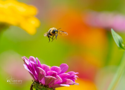 Bumblebee in flight among the zinnia flowers Bumblebee in flight among the zinnia flowers