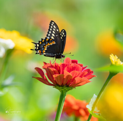 Black Swallowtail Butterfly on a zinnia flower Black Swallowtail Butterfly on a zinnia flower