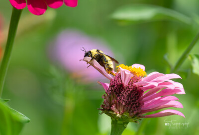 Bumblebee sleeping on a flower petal Bumblebee sleeping on a flower petal