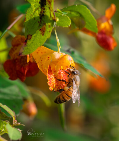 Honey Bee on a jewelweed Honey Bee on a jewelweed