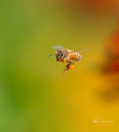 Honey Bee in flight with a pollen sac Honey Bee in flight with a pollen sac