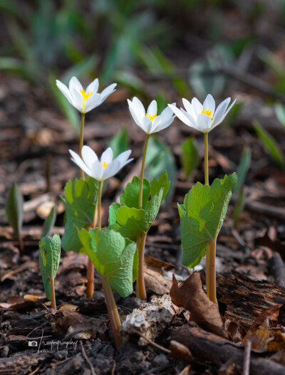 Bloodroot wildflowers emerge on a spring day Bloodroot wildflowers emerge on a spring day