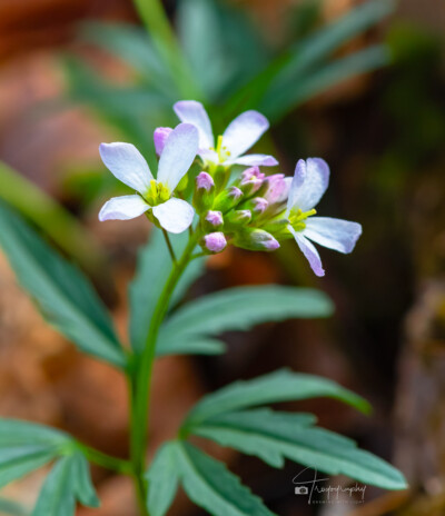 Cutleaf Toothwort flower Cutleaf Toothwort flower