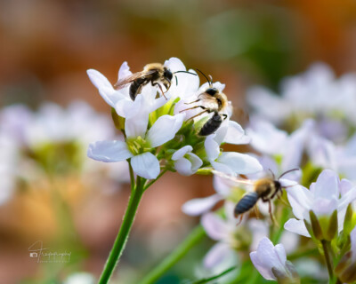 Bees on Cutleaf Toothwort flowers Bees on Cutleaf Toothwort flowers