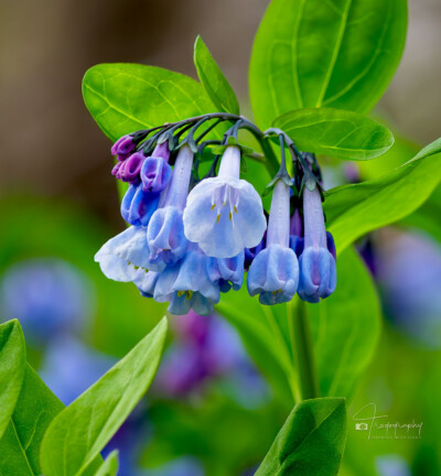 Virginia Bluebells emerging in an Illinois forest Virginia Bluebells emerging in an Illinois forest