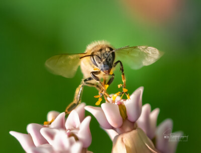 Honey Bee on a milkweed with pollinia Honey Bee on a milkweed with pollinia