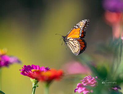 Monarch Butterfly in flight Monarch Butterfly in flight