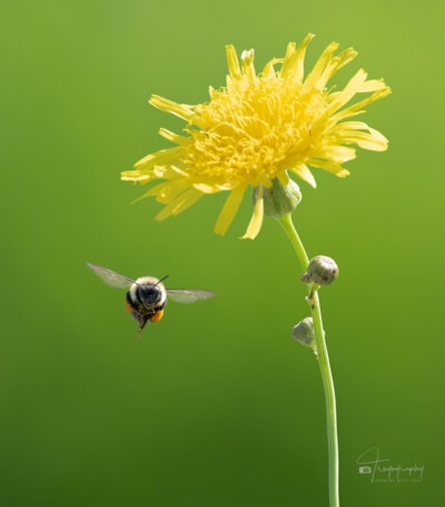 Bumblebee with pollen sacs flying by a Sow Thistle wildflower Bumblebee with pollen sacs flying by a Sow Thistle wildflower