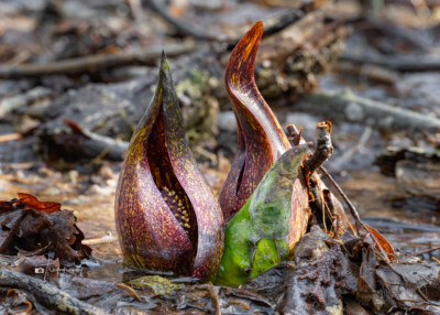 Skunk Cabbage flowers emerge in Illinois Skunk Cabbage flowers emerge in Illinois