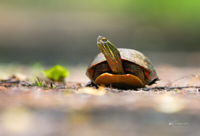 Painted Turtle with its neck out Painted Turtle with its neck out
