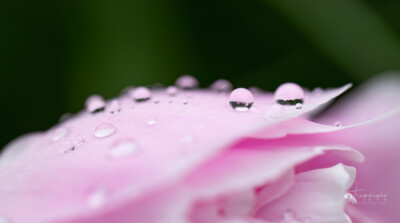 Raindrops on petunia petals Raindrops on petunia petals