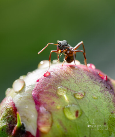 Ant on an emerging peony flower Ant on an emerging peony flower