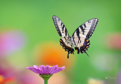 Eastern Tiger Swallowtail butterfly in flight Eastern Tiger Swallowtail butterfly in flight