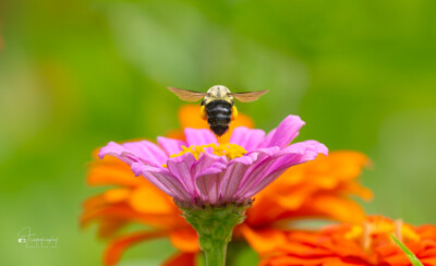 Bumblebee with pollen sacs Bumblebee with pollen sacs