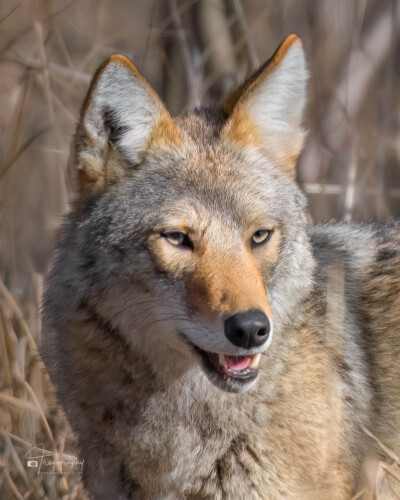 Coyote in the late winter forest Coyote in the late winter forest