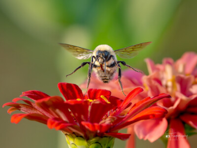Bumblebee lifting off a zinnia flower Bumblebee lifting off a zinnia flower