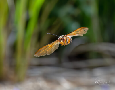 Cicada Killer Wasp in flight Cicada Killer Wasp in flight