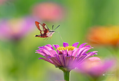 Hummingbird Clearwing Moth in flight Hummingbird Clearwing Moth in flight