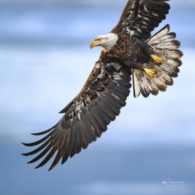 Bald Eagle banks above Mississippi River Bald Eagle banks above the Mississippi River